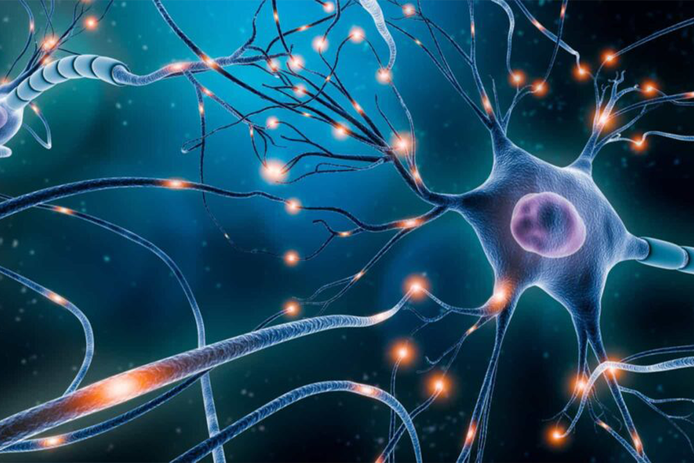 Aprendizagem e conexão entre neurônios.